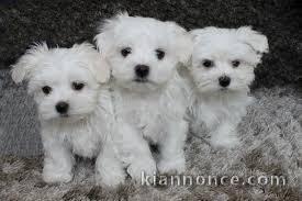 Chiots bichon maltais