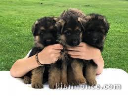 Chiots berger allemand LOF