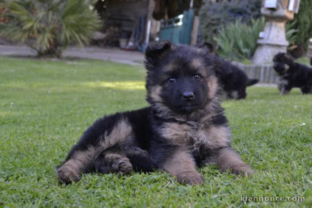 Chiots berger allemand