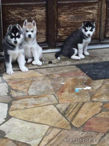 chiots husky sibérien LOF