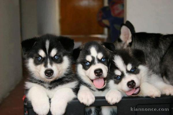 Magnifiques Chiots Husky Pour Famille