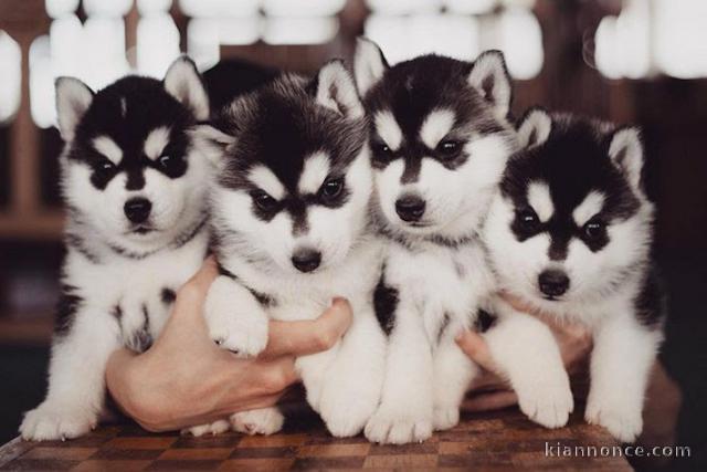 Chiots husky sibérien