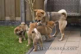 Chiots Shiba inu dispo