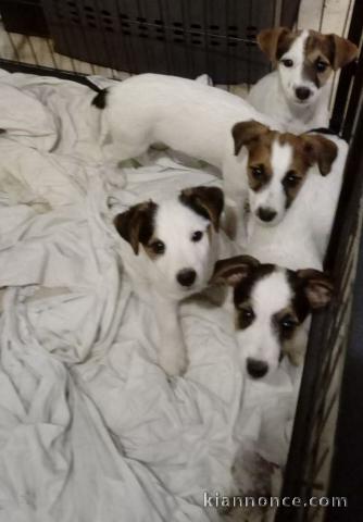 chiots jack Russel dispo