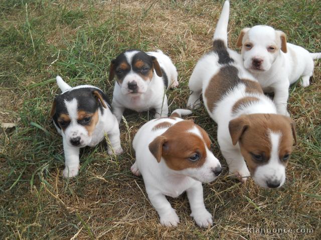 Chiots jack russel mâles et femelles 