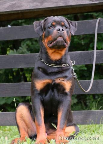 Rottweiler chiots à vendre