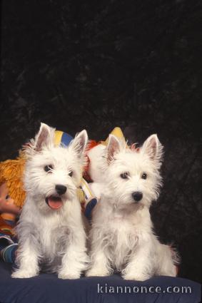 Adorables chiots westie