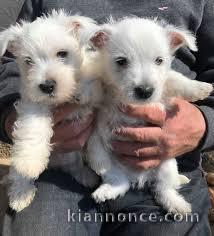 magnifiques chiots westie