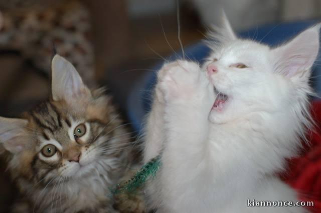 A donner chatons main coon 