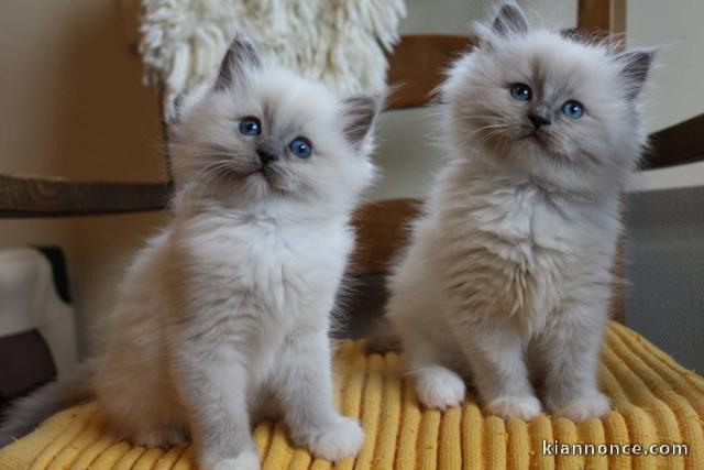 Magnifiques chatons Ragdoll a donner 