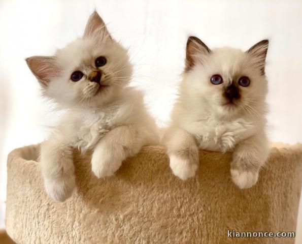 magnifiques chaton sacré de birmanie âgés de 3 mois.