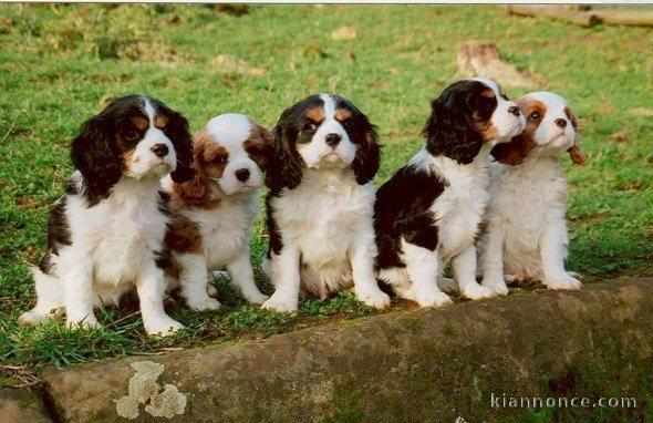 Chiots Cavalier King Charles