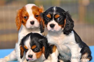 Chiots Cavalier King Charles