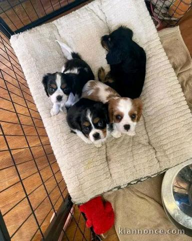 chiots cavalier king charles