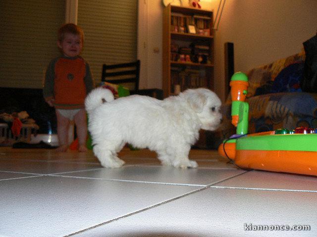  magnifiques chiot bichon maltais trois mois 