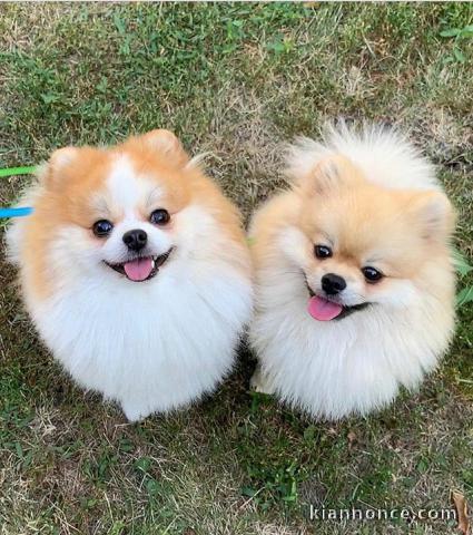 Magnifiques chiots spitz nain 