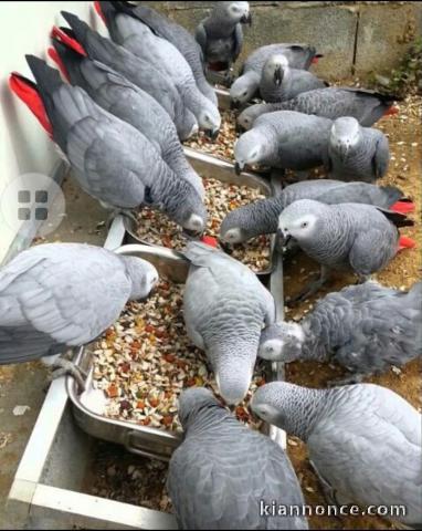 18 magnifiques bébés perroquets gris du Gabon