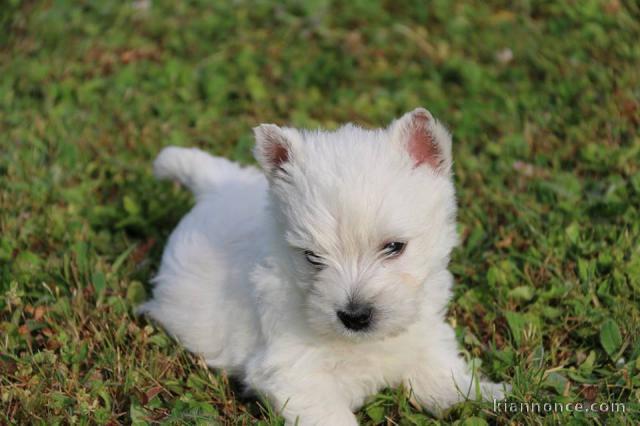 Chiots Westie a donner