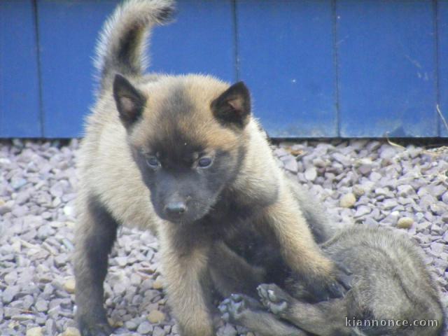 Adorables chiots Berger Malinois