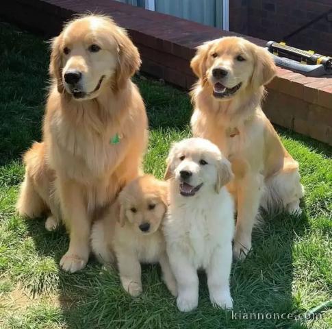 Magnifiques Chiots D’apparence Goldens Retriever 