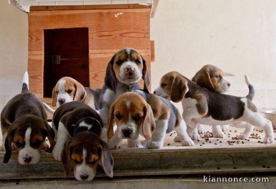 Chiots beagle mâles et femelles 