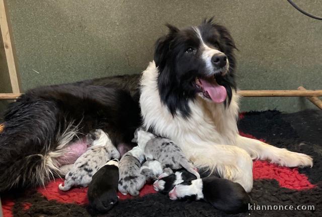 Chiot border collie a donner 