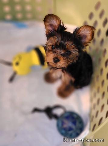 Chiots Yorkies pour l.adoption male et femelle 