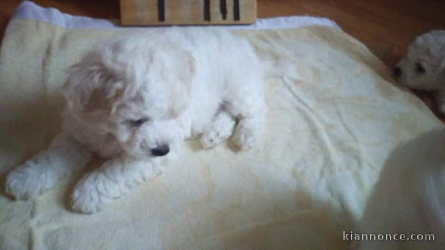 Bichon Frisé chiots à vendre