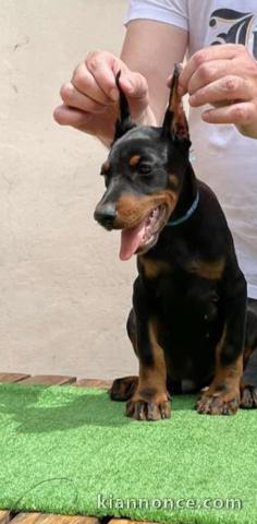 Dobermann chiots à vendre