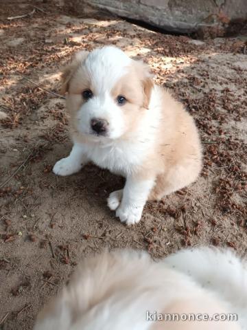 magnifique chiot berger australien a donner