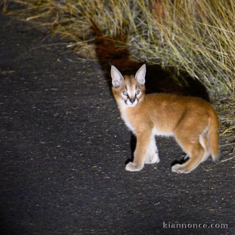 Magnifiques chatons Savannah et caracal