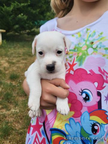 tres jolie jack russell contre un bon soin 