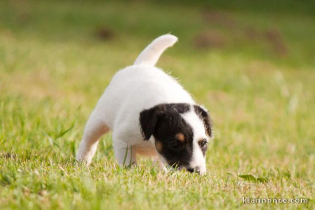 magnifique bebe chiot Parson Russell Terrier