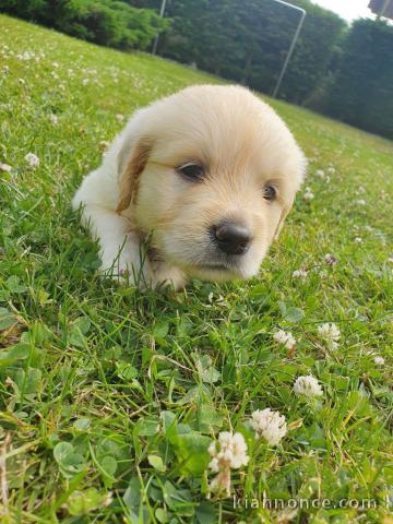 Femelle Golden Retriever a donner