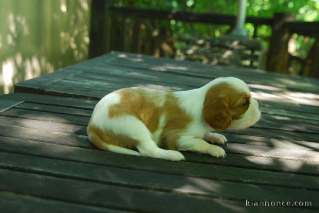 Cavalier King Charles Spaniel a donner