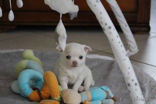 magnifique chiot chihuahua a donner contre bon soin