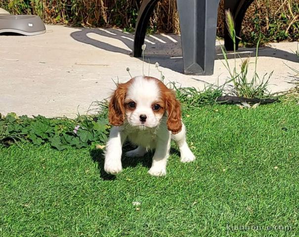 Cavalier King Charles Spaniel a adopter