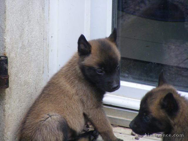 A donner chiots berger Malinois