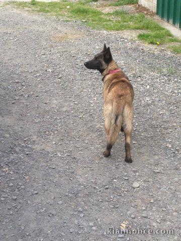 A donner magnifique chiots Berger malinois