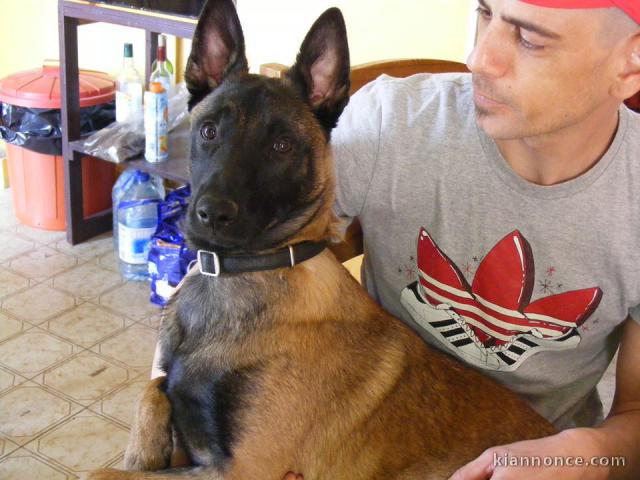 A donner magnifique chiots Berger malinois