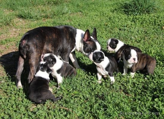 Chiots boston terrier