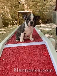 Chiots boston terrier