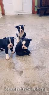 Chiots boston terrier