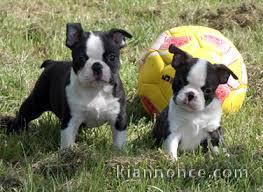 Chiots boston terrier