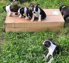 Chiots boston terrier