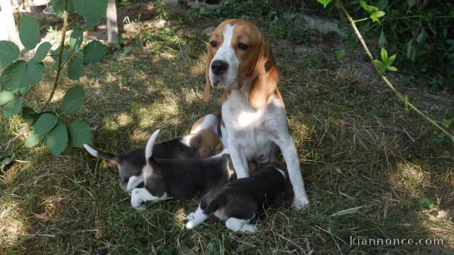 Chiots Beagle disponible de suite 