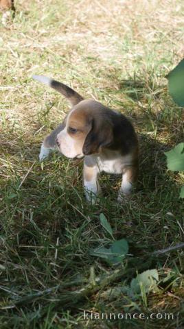 A donner chiots Beagle 