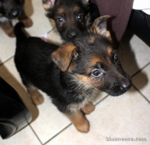 Adorable chiots bergers allemands a donner