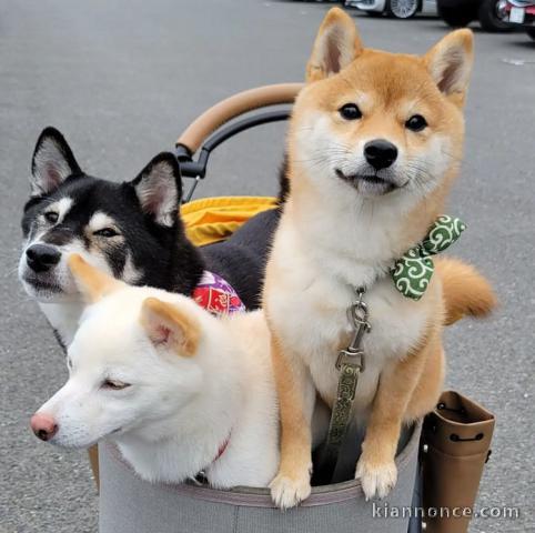 Chiots d’apparence Shiba Inu