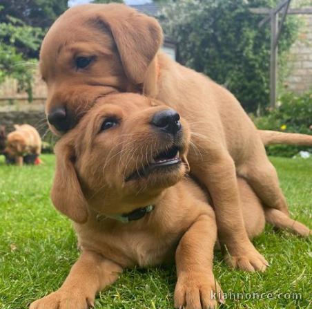 Magnifique chiot labrador à adopter